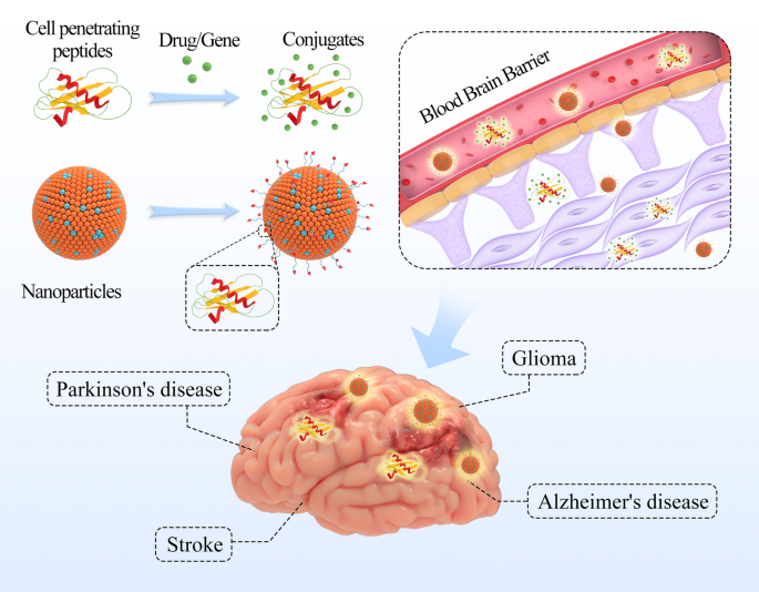 Brain mechanisms