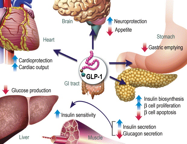 Peripheral mechanisms
